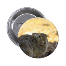 Desert Cottontail Rabbit Pinback Button