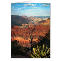 Desert Flora Greeting Cards