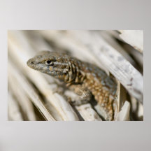 Desert Lizard Posters