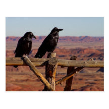 Desert Ravens Post Card