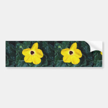 Desert sesame, Madagascar Bumper Stickers