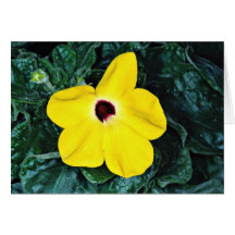 Desert sesame, Madagascar  flowers Greeting Card