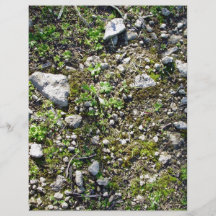 Detail of a small lichen plants on a rocky surface personalized flyer