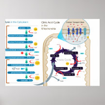 Detailed Diagram of Cellular Respiration Posters