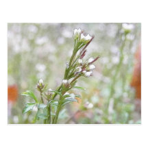 Developing Seed Pods - Bittercress Postcard