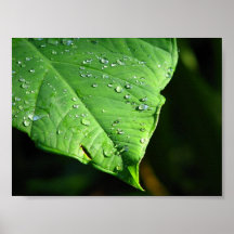 Dew at Daybreak Poster