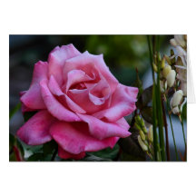 DEW DROPS ON ROSES CARDS