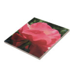 Dew Kissed Rose Tile