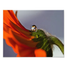 Dew On Daisy Photo Art
