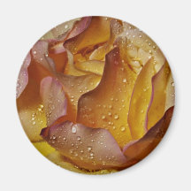 Dewy, dusty yellow rose  flowers refrigerator magnets
