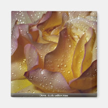 Dewy, dusty yellow rose refrigerator magnet