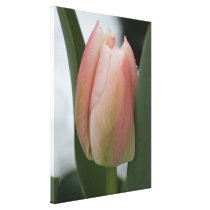 Dewy Pink Tulip on Snowy Spring Morning canvas prints