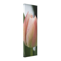 Dewy Pink Tulip on Snowy Spring Morning canvas prints