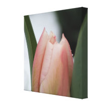 Dewy Pink Tulip on Snowy Spring Morning canvas prints