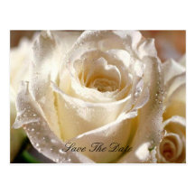 Dewy White Rose Save the Date postcard