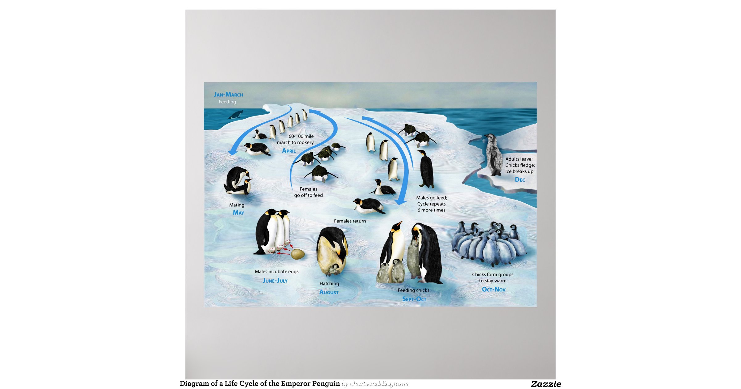 diagram-of-a-life-cycle-of-the-emperor-penguin-poster-zazzle