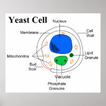 Diagram of a Micro Organism Fungi Yeast Cell Posters