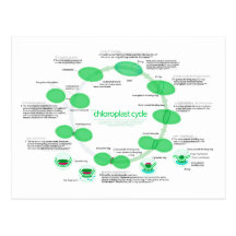 Diagram of Chloroplast Replication Cycle Postcards