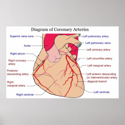 heart artery diagram