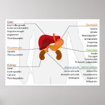 Diagram of the Endocrine Alimentary Gland System Print
