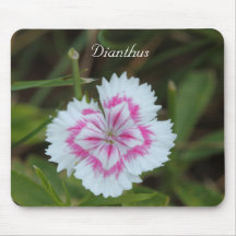 Dianthus Mouse Pad