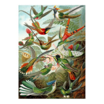 Different Varieties of Hummingbirds posters