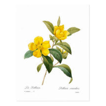 Dillenia scandens postcards