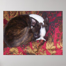Dillon Sleeping Poster