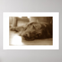 distressed doggy poster