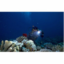 Diver shooting video on coral bed acrylic cut out