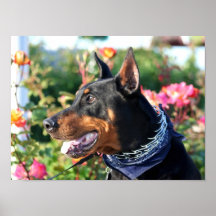 Doberman Pinscher Canvas Print
