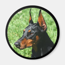 doberman pinscher magnet