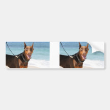Doberman - Red - Bad to the Bone Bumper Stickers