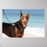 Doberman - Red - Bad to the Bone Posters