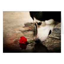 Dog and Red Rose Gift Card