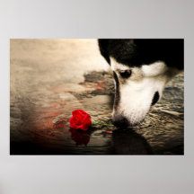 Dog and Red Rose Poster
