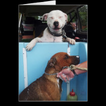 Dog Bath TIme cards