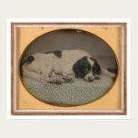 Dog owned by Sheldon Nichols (39986) posters