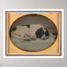 Dog owned by Sheldon Nichols (39986) Posters