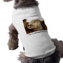 dog, pet, bear, dangerous, boy pet clothing
