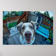 Dog Posters