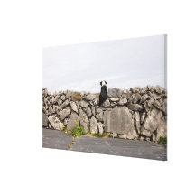 Dog sitting on a traditional Irish stone wall on Gallery Wrapped Canvas