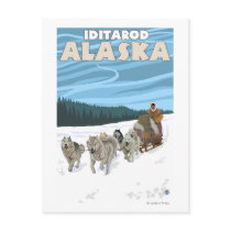 Dog Sledding Scene - Iditarod, Alaska Postcard