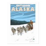 Dog Sledding Scene - Iditarod, Alaska Postcard