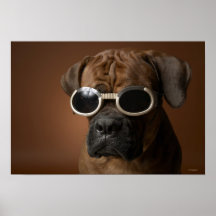 Dog wearing sunglasses posters