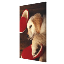 Dog with shoes lying on wooden floor, elevated canvas prints