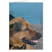Doggy pose greeting cards