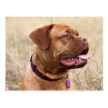 dogue de bordeaux post cards