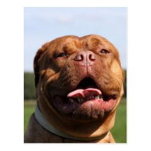 dogue de bordeaux post cards