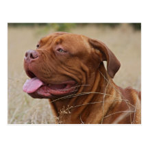 Dogue de Bordeaux Postcards